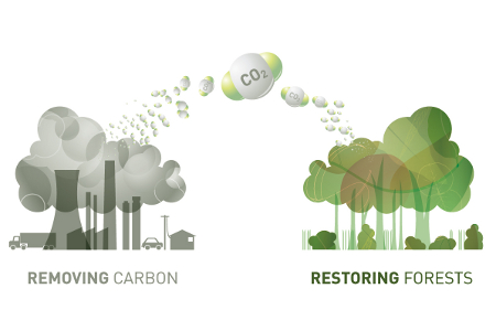 Forestry Carbon Credits